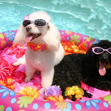 Serviced Wallis 莫雷尔